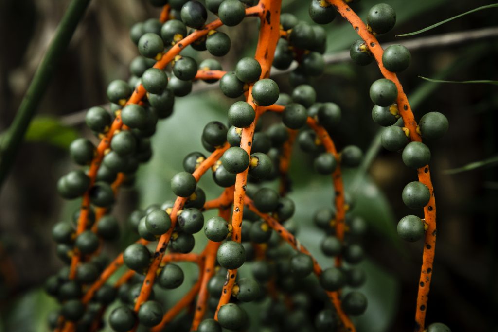 wild-berries-closeup-with-blurred-background